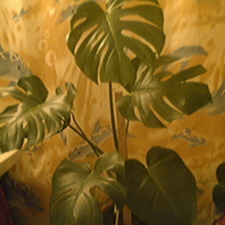 Monstera deliciosa